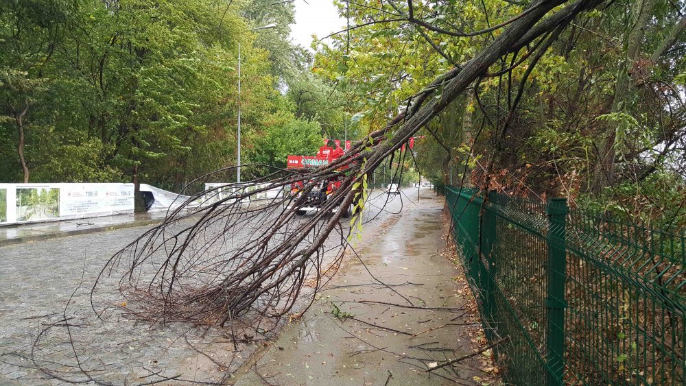 Kuvvetli rüzgar ağaçları devirdi!