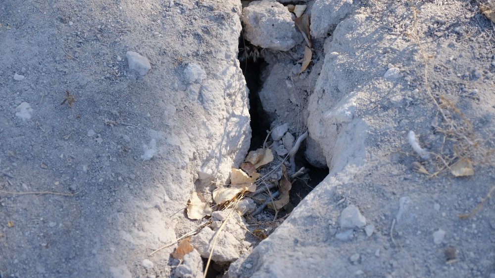 Konya'da büyük tehlike ortaya çıktı! Korkudan yaklaşamıyorlar