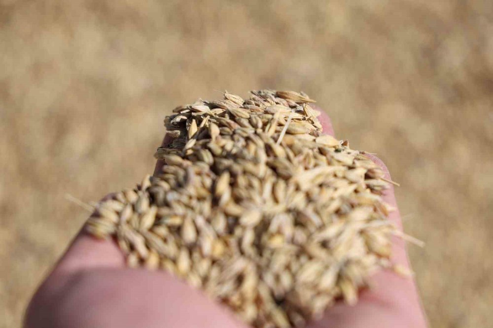 Konyalı çiftçilere uzmanlardan uyarı! Bu uygulama ile verim yüzde 50 artacak