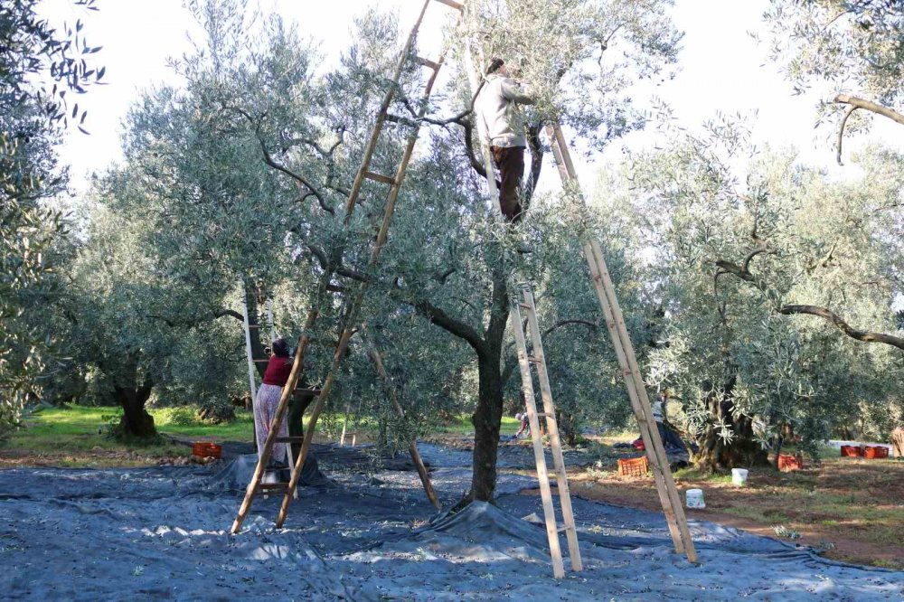 Zeytinyağı fiyatları artacak ama ne kadar?