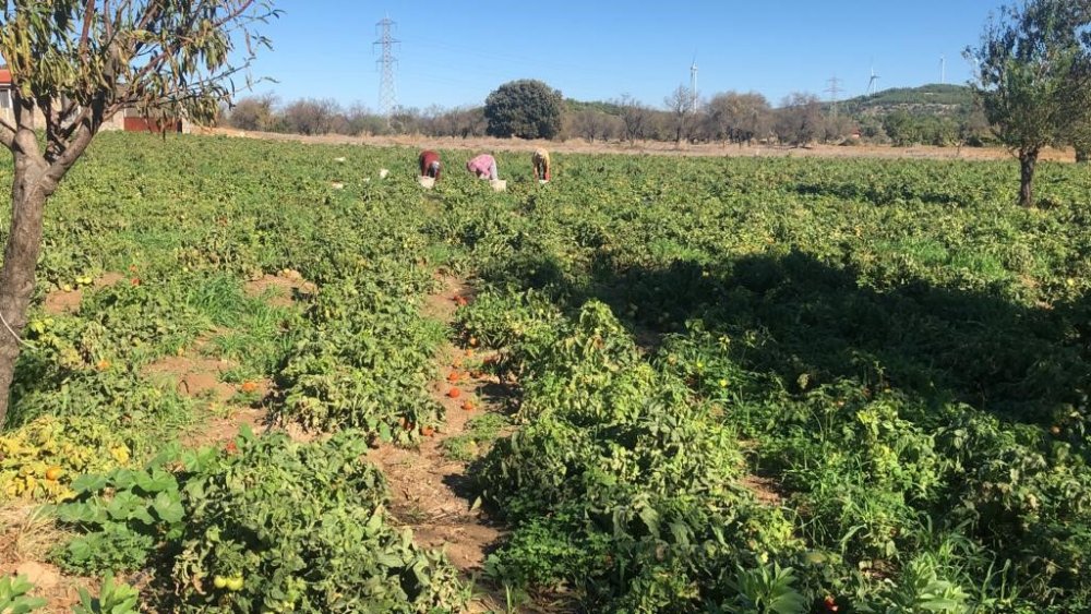Domates fiyatları düştü! Bakın ne kadar oldu