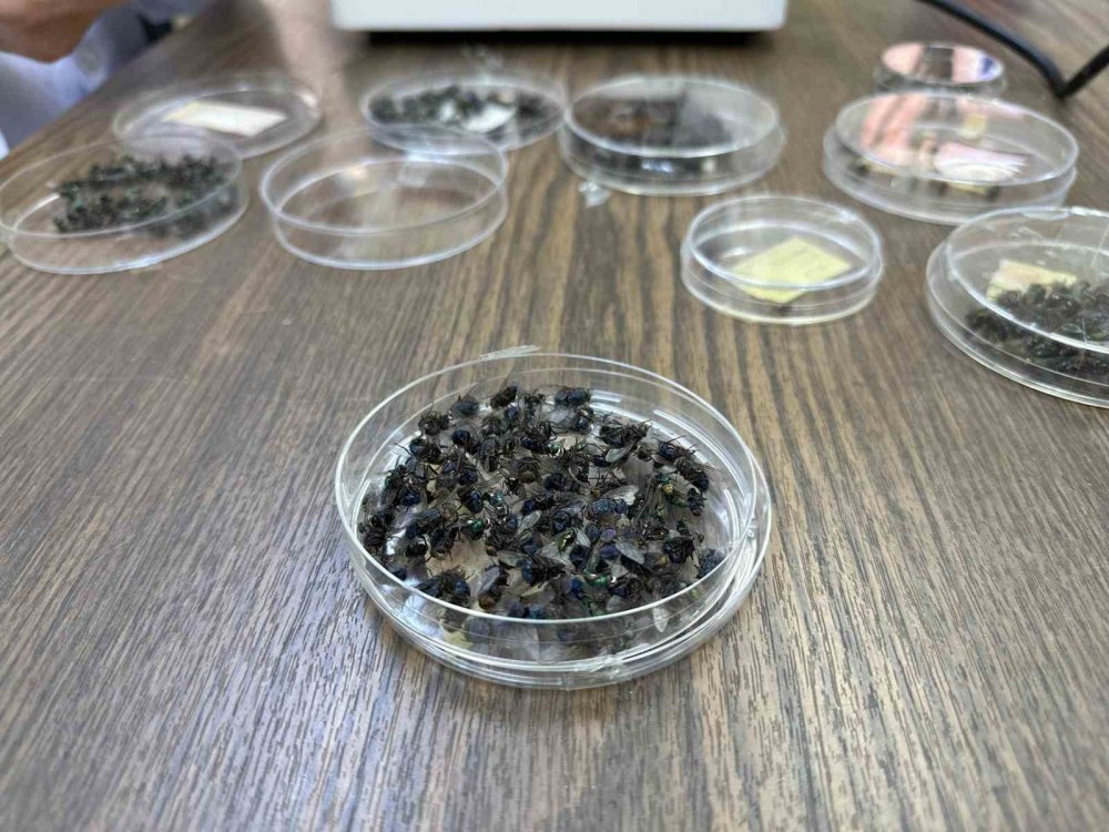 Sır ölümleri onlar aydınlatıyor