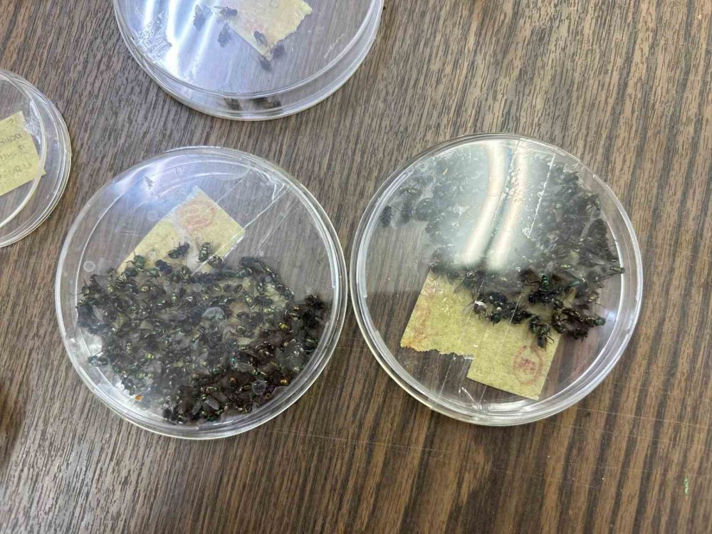 Sır ölümleri onlar aydınlatıyor