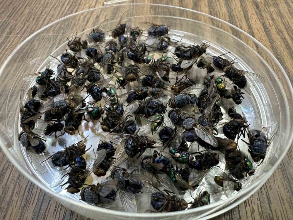 Sır ölümleri onlar aydınlatıyor