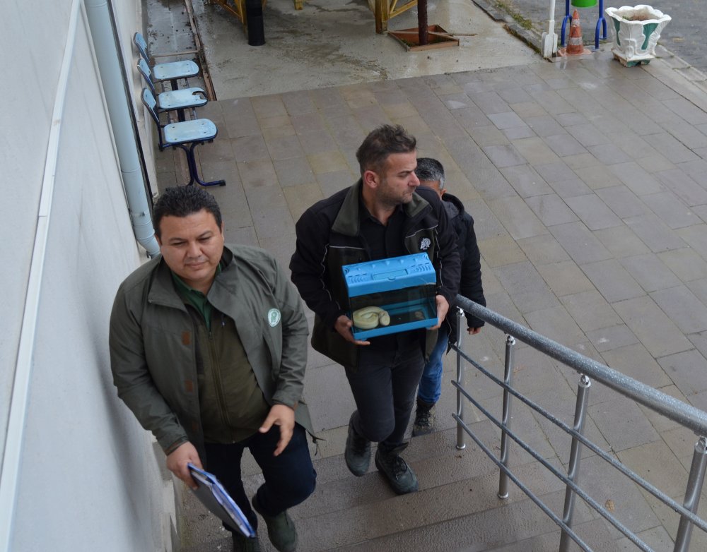 Ton pitonu satarken suçüstü yakalandı! Yılan Konya Karatay Hayvanat Bahçesi'ne gönderildi