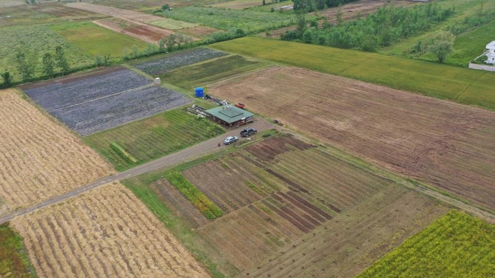 Türkiye’de en çok salep üretilen iller belli oldu