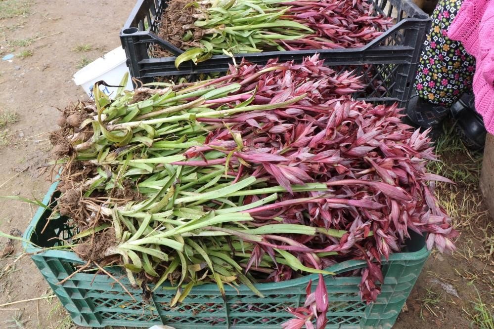 Türkiye’de en çok salep üretilen iller belli oldu