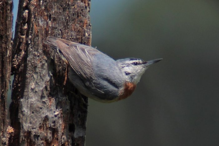 090503-krupers-nuthatch-east-of-gulf-of-kalloni.jpg