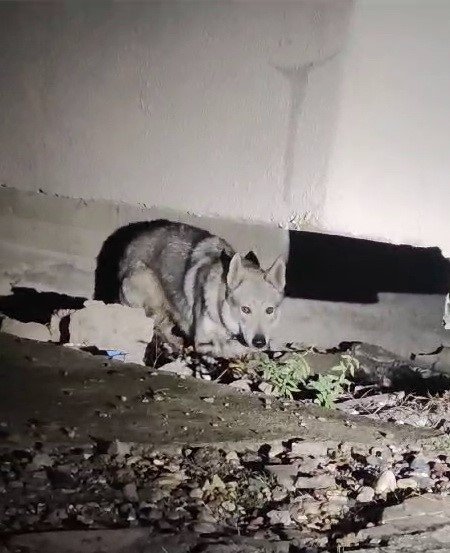 Gece kent merkezine indi... Ağır hasarlı binaların arasında göründü