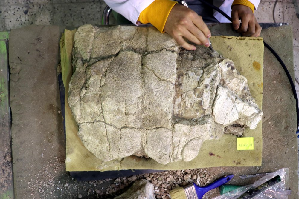 7,5 milyon yıllık kaplumbağa ayaklandırılacak