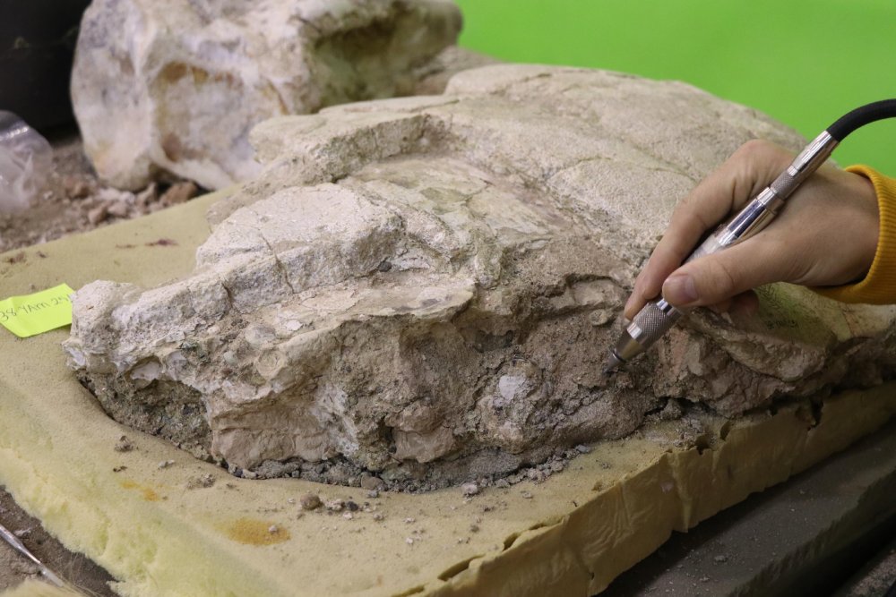 7,5 milyon yıllık kaplumbağa ayaklandırılacak