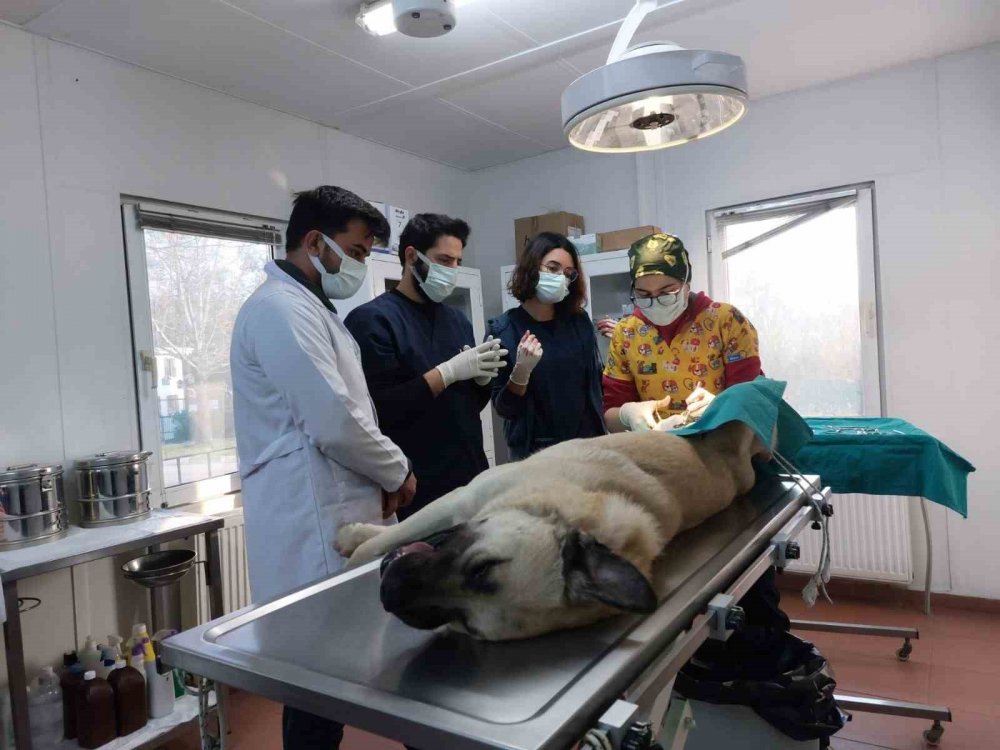 Başıboş köpekler mercek altında