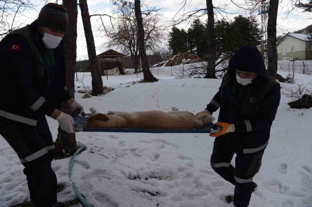 Başıboş köpekler mercek altında