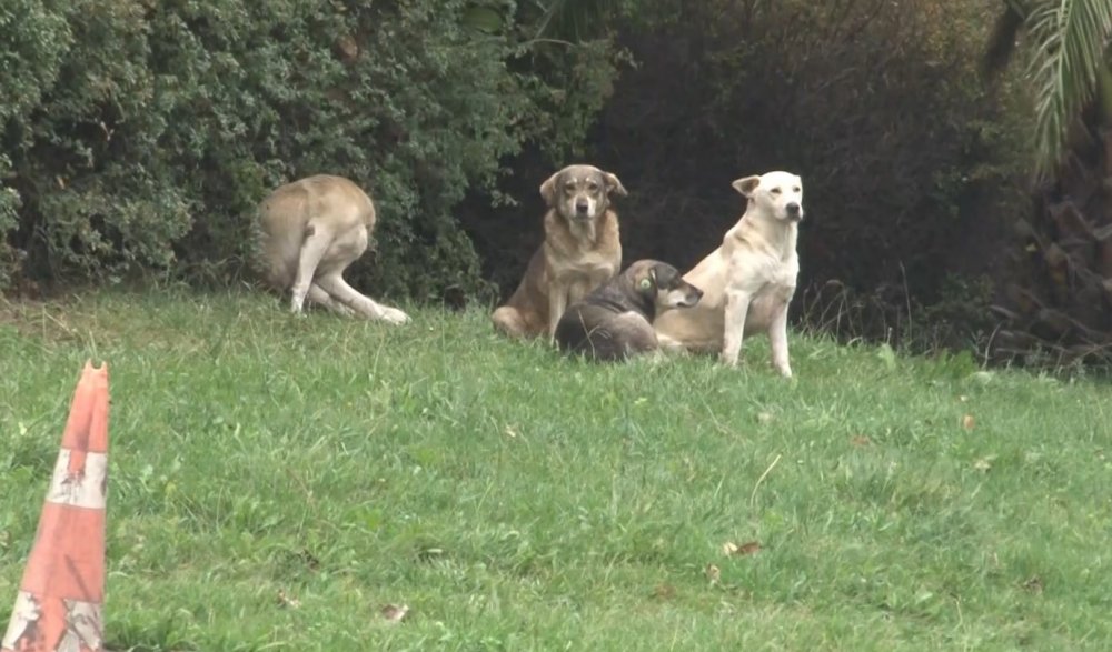 Başıboş gezen köpekler 1 kişiyi ısırdı, 3 kişi son anda kurtuldu