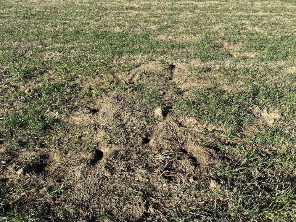 Konya'da çiftçiler tedirgin