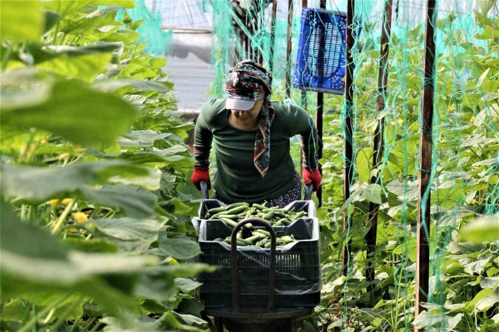 Konya'nın komşusunda günlük 666 TL’ye çalışacak eleman bulunamıyor!