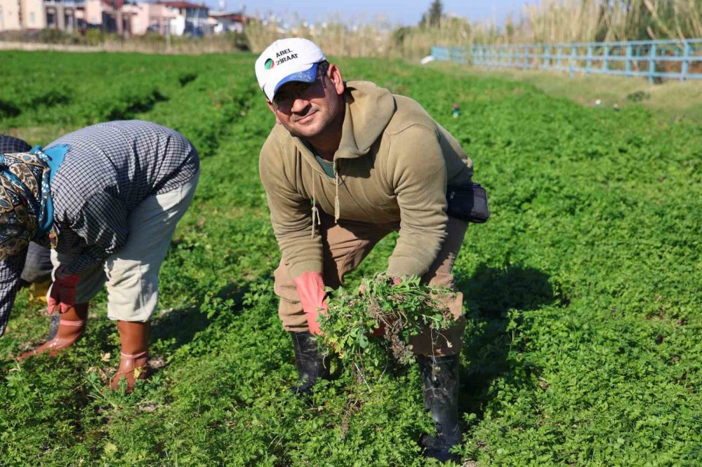 İnsanlar zehirlenmesin diye günlerce mesai yapıyorlar