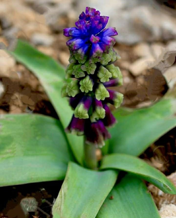 Konya'da yeni bitki türü keşfedildi!