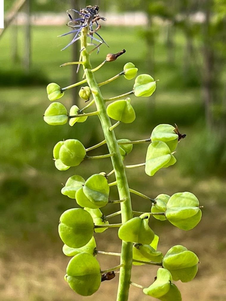 Konya'da yeni bitki türü keşfedildi!