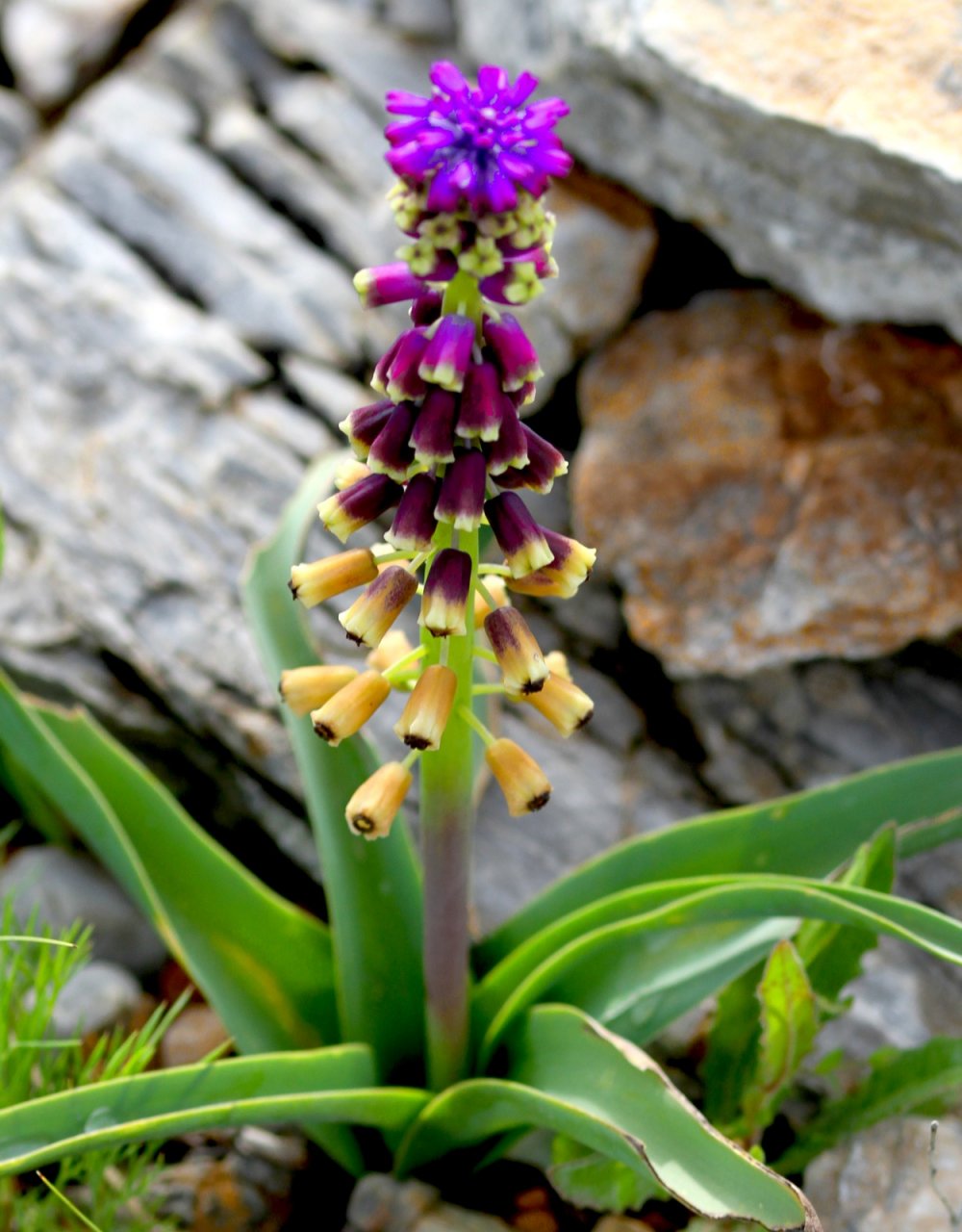 Konya'da yeni bitki türü keşfedildi!