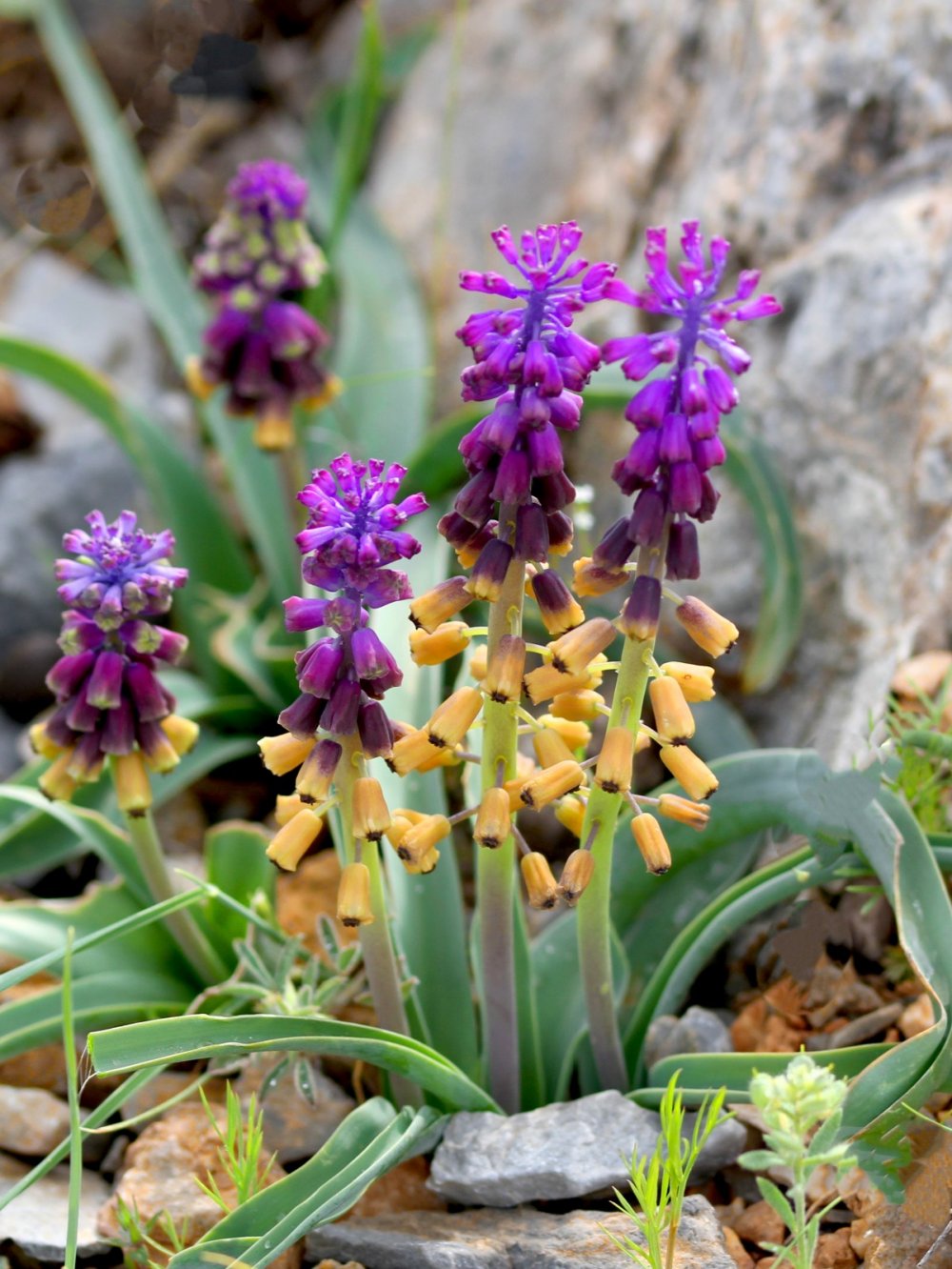 Konya'da yeni bitki türü keşfedildi!