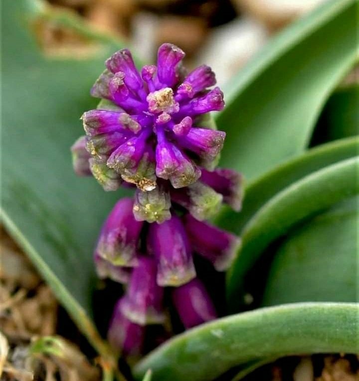 Konya'da yeni bitki türü keşfedildi!