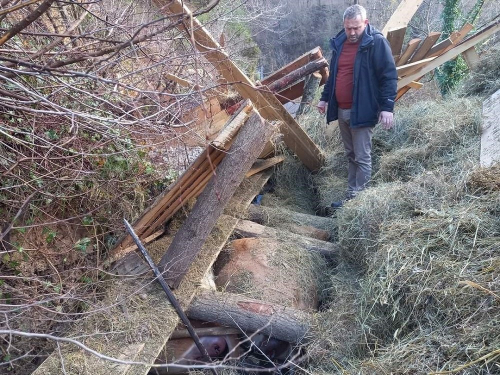 Toprak kayması sonucu ahır çöktü: 2 hayvan telef oldu