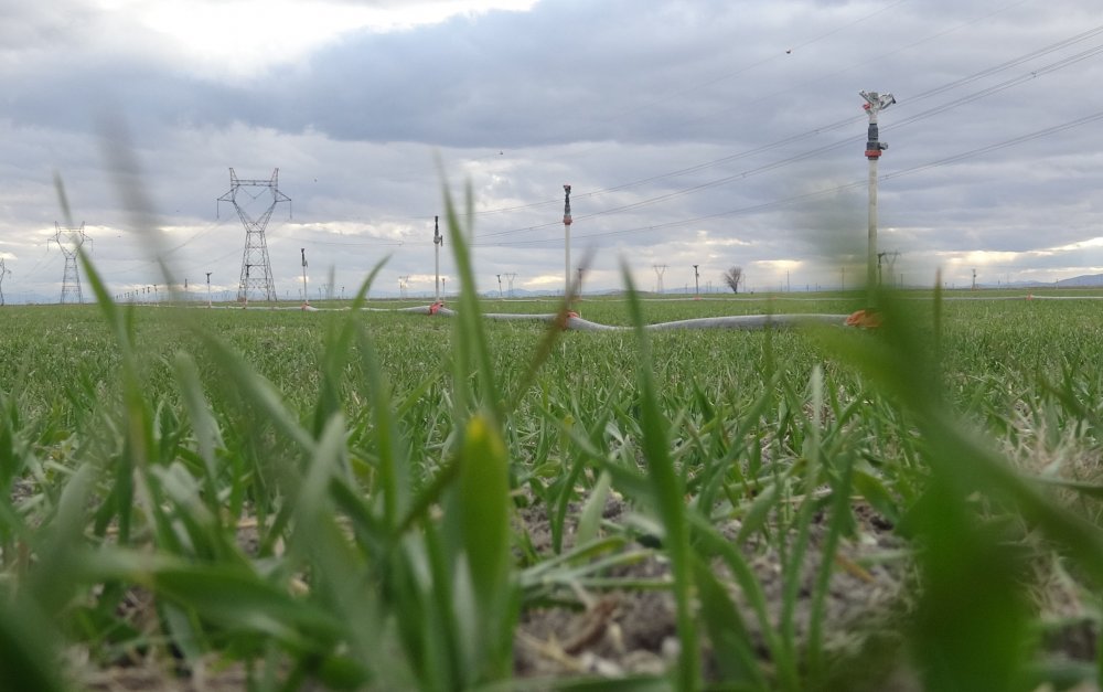 Konya Ovası'nda çiftçinin gözü kar yağışında