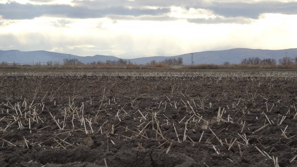 Konya Ovası'nda çiftçinin gözü kar yağışında
