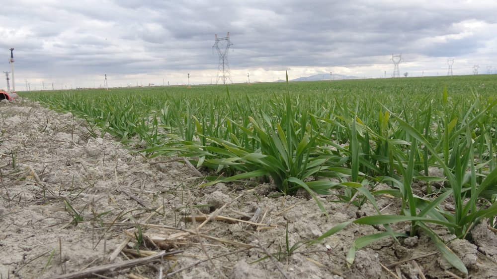 Konya Ovası'nda çiftçinin gözü kar yağışında