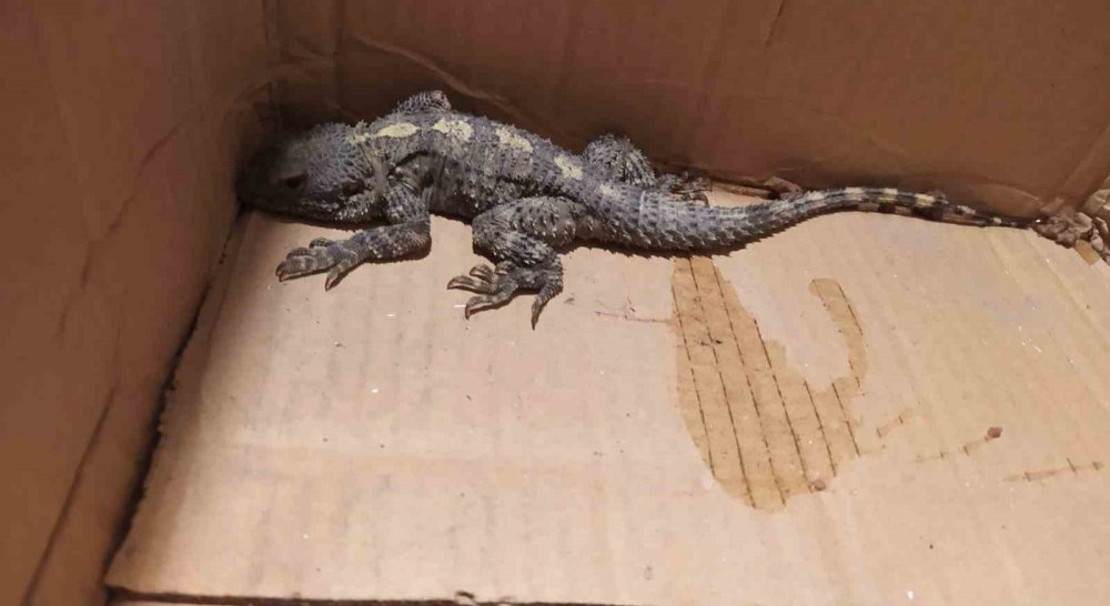 Şaşkına döndü! Kertenkele sandı, gerçek çok başka çıktı