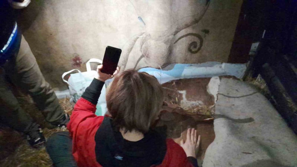 Buzağı satmaya gelip, dehşeti yaşadılar