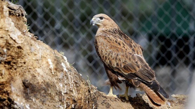 Konya'daki bu merkez yırtıcı kuşların yuvası oldu