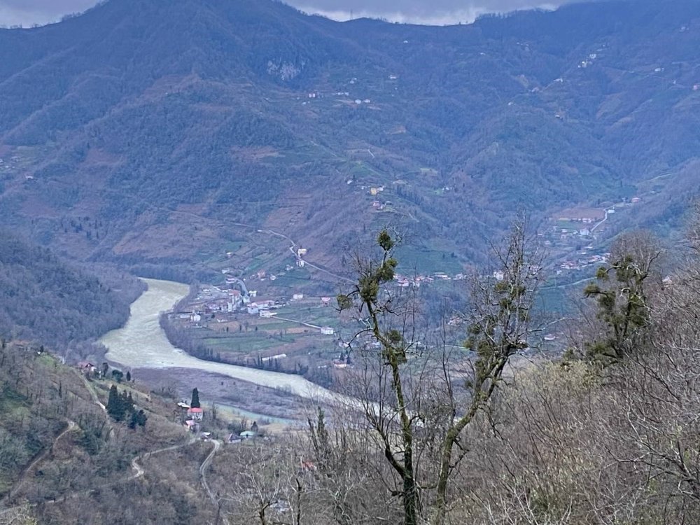 Türkiye-Gürcistan sınırında firari inek alarmı