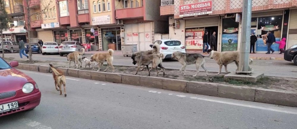 Köpeklerin saldırdığı çocuğu esnaf ve otomobil sürücüsü kurtardı