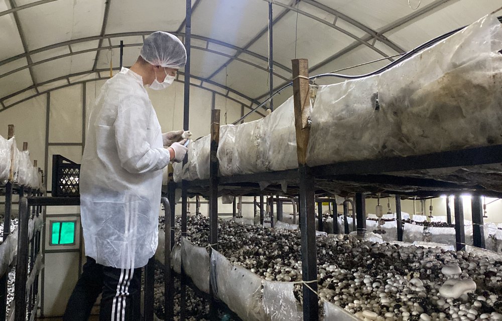 Konya'da çiftlik gibi okul! Serada mantar, ahırda koyun, kümeste tavuk...