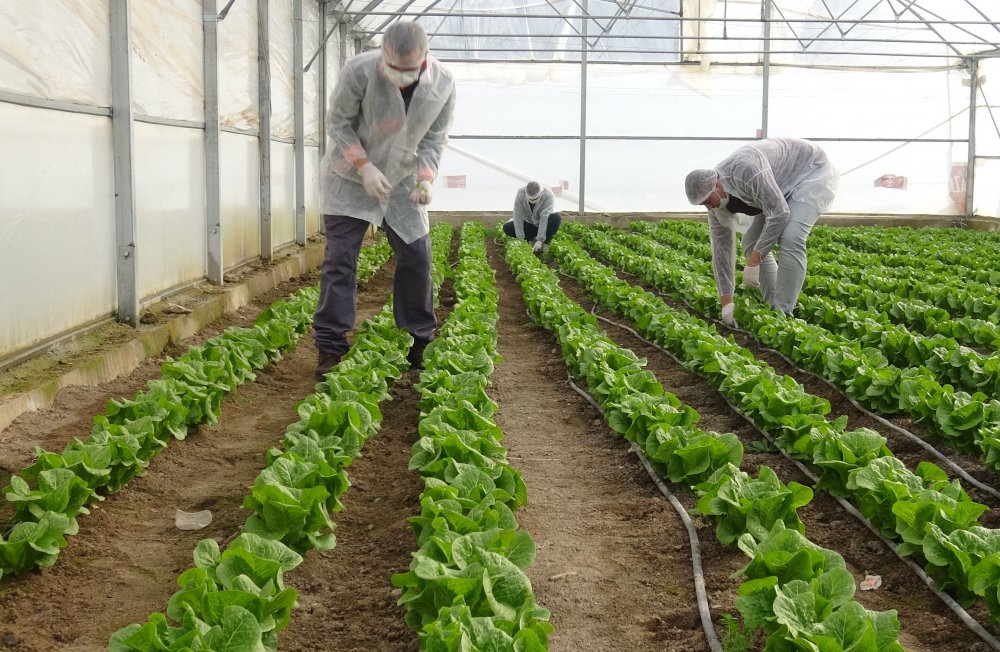 Konya'da çiftlik gibi okul! Serada mantar, ahırda koyun, kümeste tavuk...