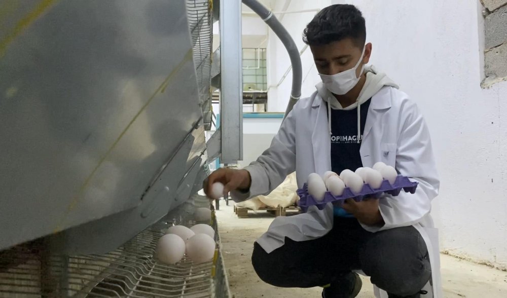 Konya'da çiftlik gibi okul! Serada mantar, ahırda koyun, kümeste tavuk...