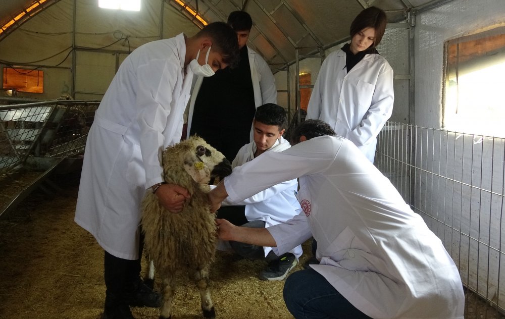 Konya'da çiftlik gibi okul! Serada mantar, ahırda koyun, kümeste tavuk...