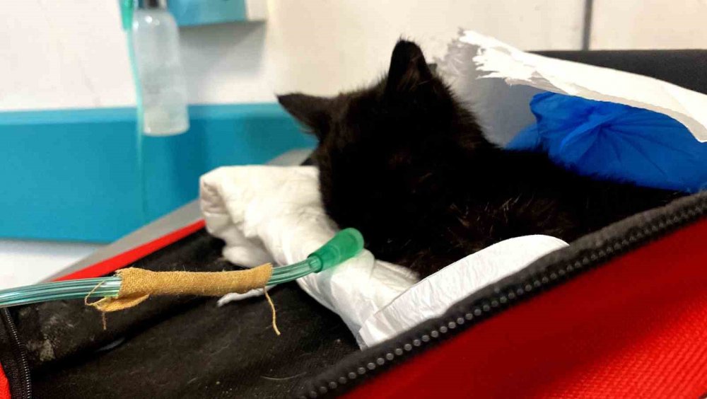 Türkiye’nin en büyük hayvan hastanesi Konya'da