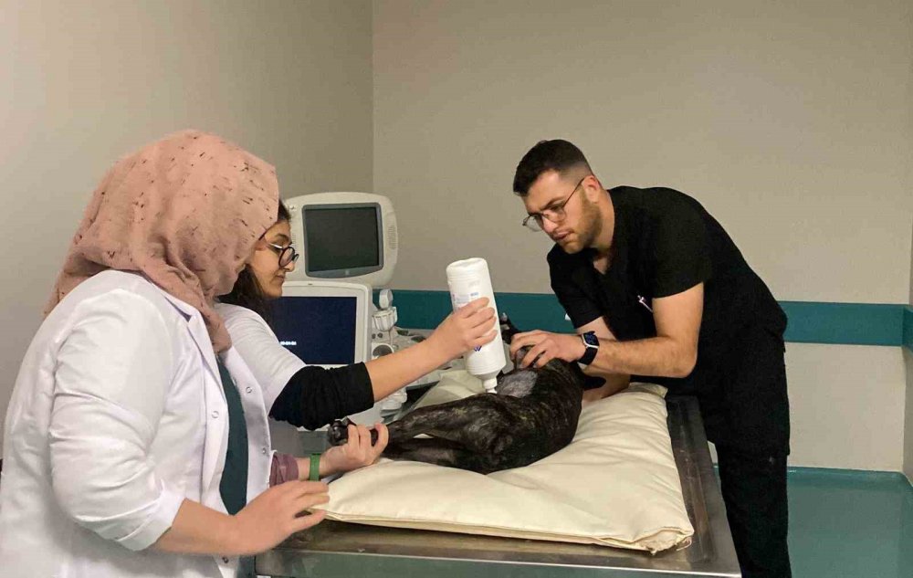 Türkiye’nin en büyük hayvan hastanesi Konya'da