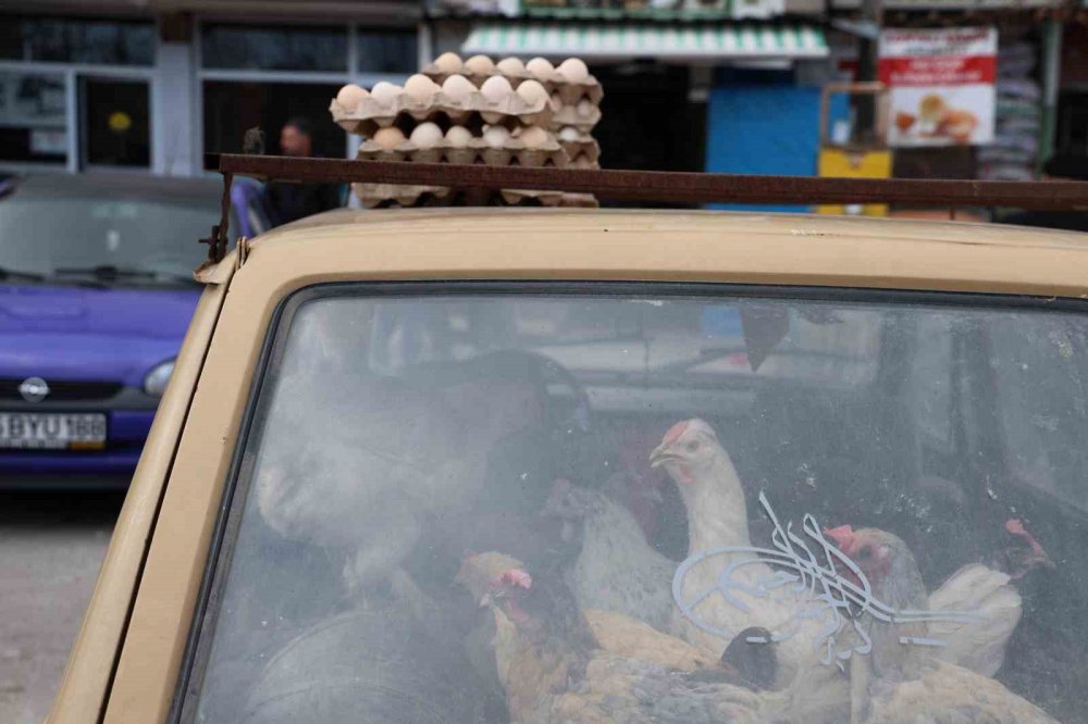 Konya'da tavuklarını otomobille gezdiriyor! Sebebini açıkladı