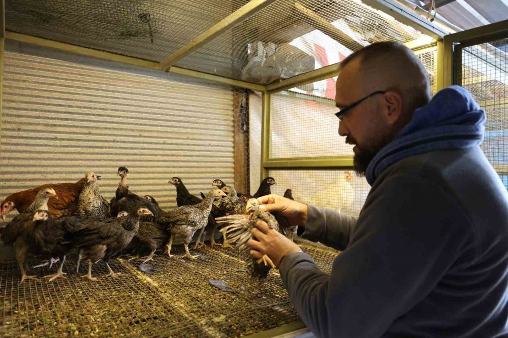 Konya'da tavuklarını otomobille gezdiriyor! Sebebini açıkladı