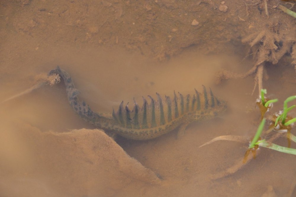 Nesli tehlike altındaydı...Gölette bulundu