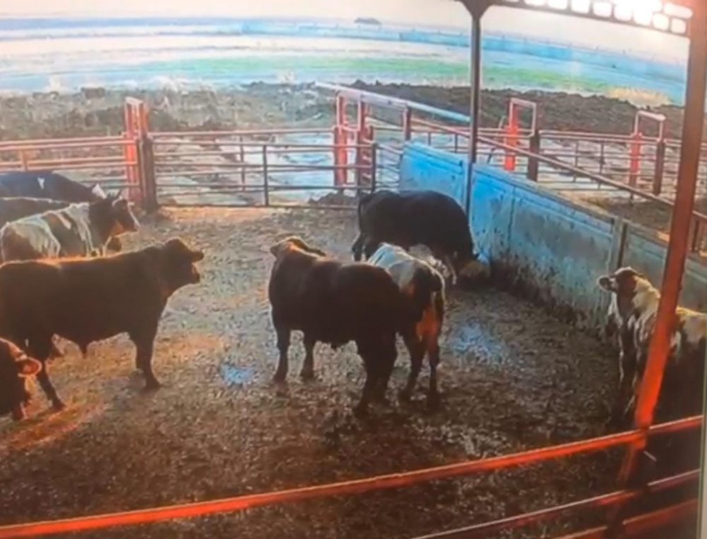 Besicinin boğanın saldırısına uğradığı anlar kamerada