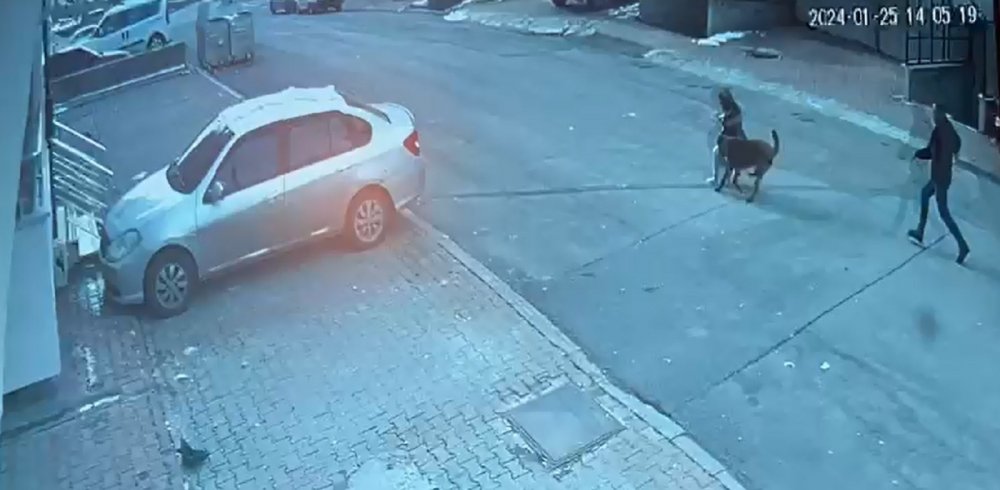 Misafirliğe giden anne ve çocuklarına köpek saldırdı: 4 yaralı