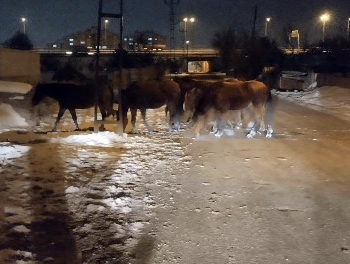 Karla kaplı yaylada aç kalan yılkı atları şehir merkezine indi