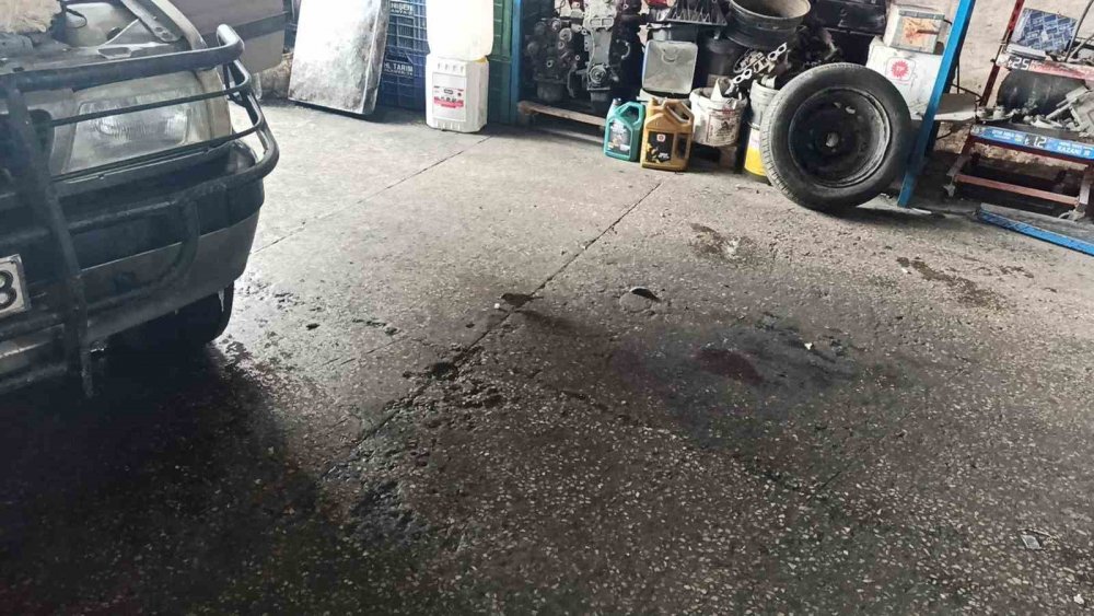 Konya'da küp şeker çalan serçeler iş yerinin maskotu haline geldi