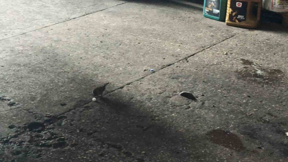 Konya'da küp şeker çalan serçeler iş yerinin maskotu haline geldi