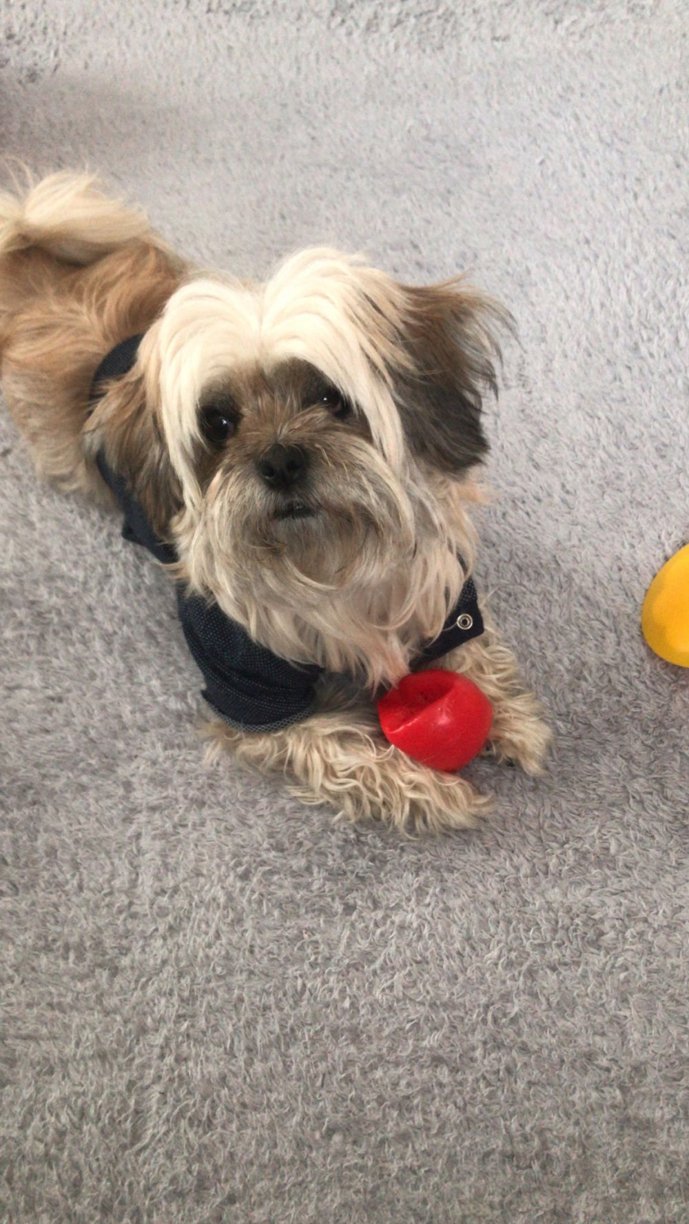 Köpeğini gezdirirken, tasmasız 'Rottweiler’ın saldırısına uğradı